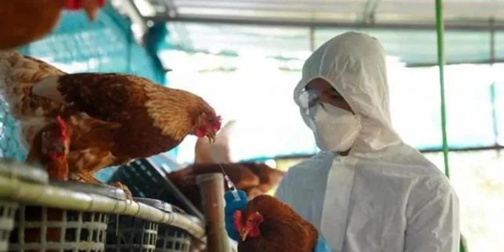 Detectado un foco de gripe aviar en una explotación de Valdemoro con 450.000 gallinas