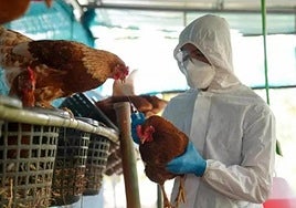 Detectado un foco de gripe aviar en una explotación de Valdemoro con 450.000 gallinas