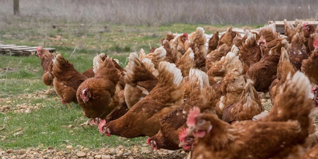 La Junta declara dos focos de gripe aviar en explotaciones avícolas de Valladolid