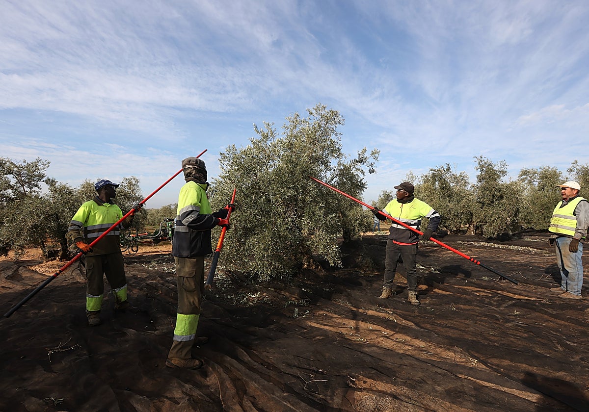 Jornaleros recogen la aceituna en una finca de Córdoba