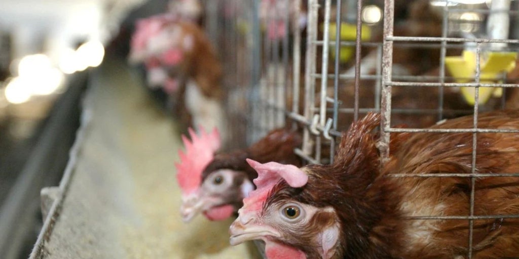 Unas 800.000 aves sacrificadas por el brote de gripe aviar registrado en varias explotaciones de Valladolid