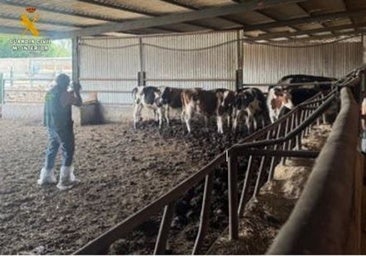 Investigan a un ganadero en Valladolid tras hallar cadáveres de diversos animales en su granja