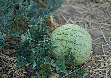Imagen secundaria 1 - Un centinela palentino para semillas y sabores