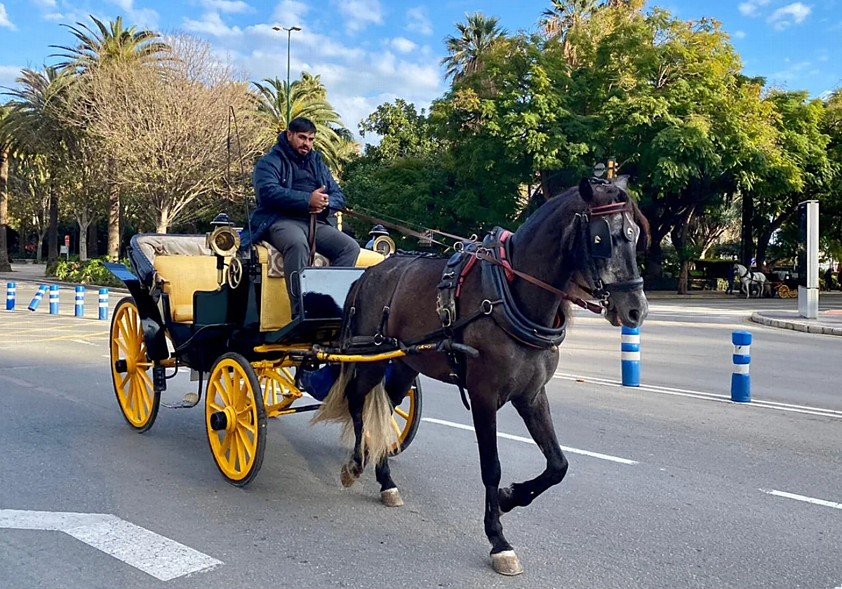 Imagen de un coche de caballos circulando por el centro de Málaga este mes de enero