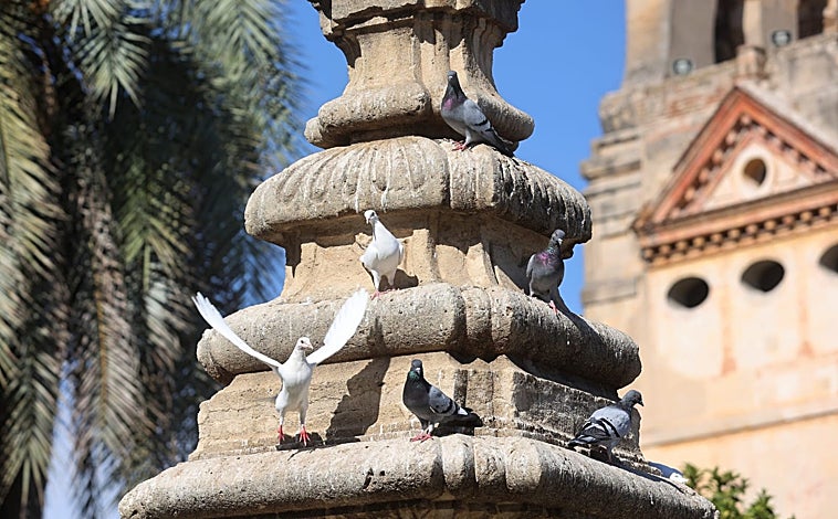 Imagen principal - &#039;Guerra&#039; a las palomas en Córdoba: Sadeco inicia una campaña de información y sanciones por alimentarlas