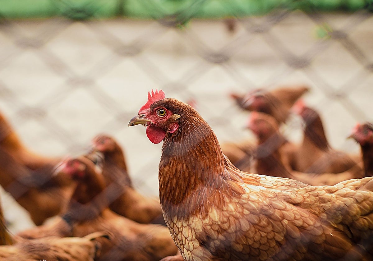 Detectan un nuevo foco de gripe aviar en una granja de gallinas en Olmedo (Valladolid)