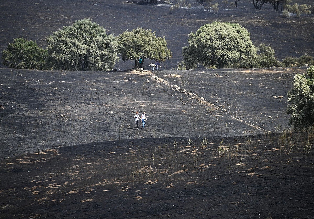Dos personas caminan por una zona totalmente quemada tras el incendio del pasado agosto en Tres Cantos