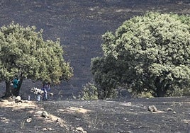 Madrid cambiará la Ley Forestal para forzar a cuidar los montes y prevenir fuegos