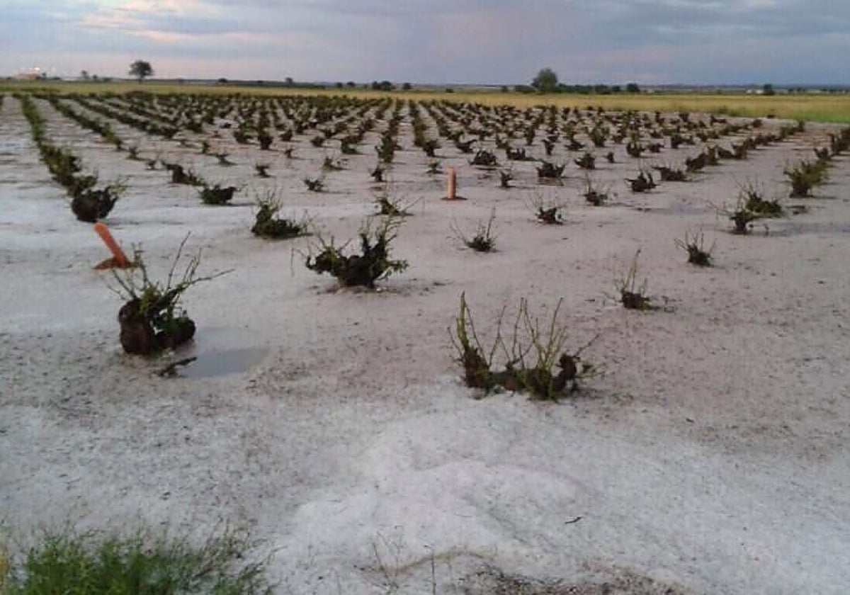 Viña afectada por el pedrisco