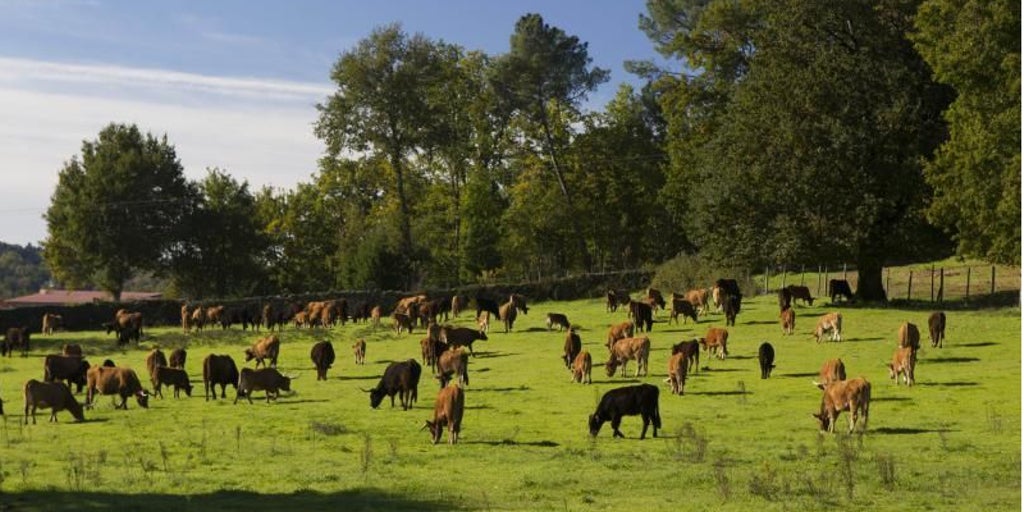 «Preocupación» por la dermatosis en Castilla-La Mancha, que pide «evitar traer animales» desde Cataluña y el sur de Francia