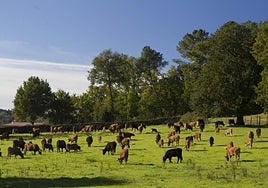 «Preocupación»  por la dermatosis en Castilla-La Mancha, que pide «evitar traer» terneros desde Cataluña y el sur de Francia