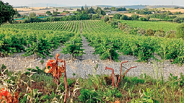 Algunos viñedos  del Marco de Jerez
