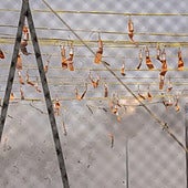 Mascletá suspendida hoy en Valencia: el 9 de octubre se queda sin pólvora