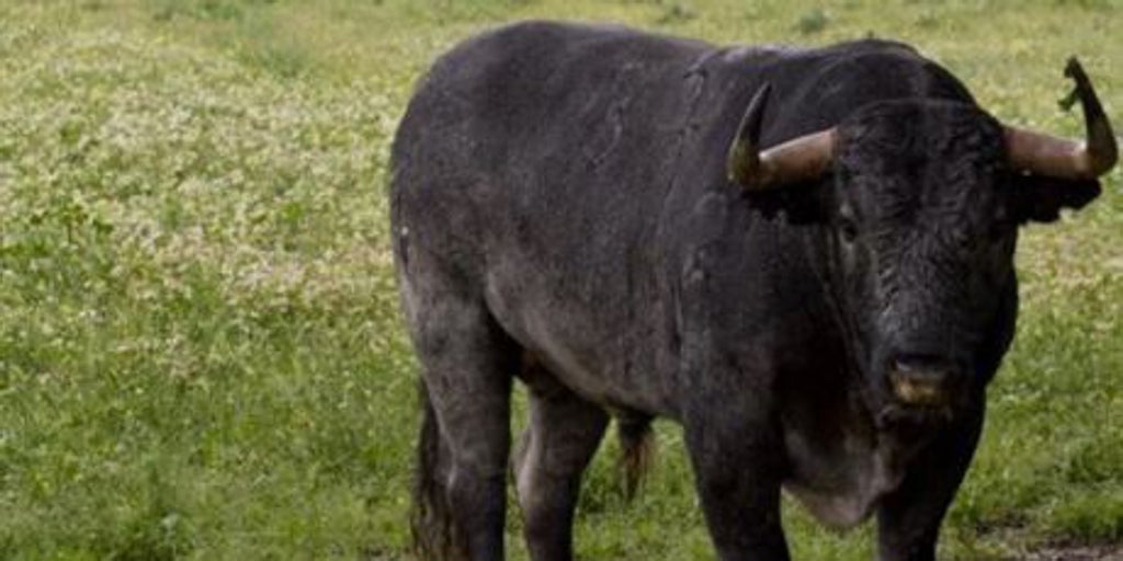 Buscan un toro que se perdió tras un encierro en el campo en Romancos (Guadalajara)