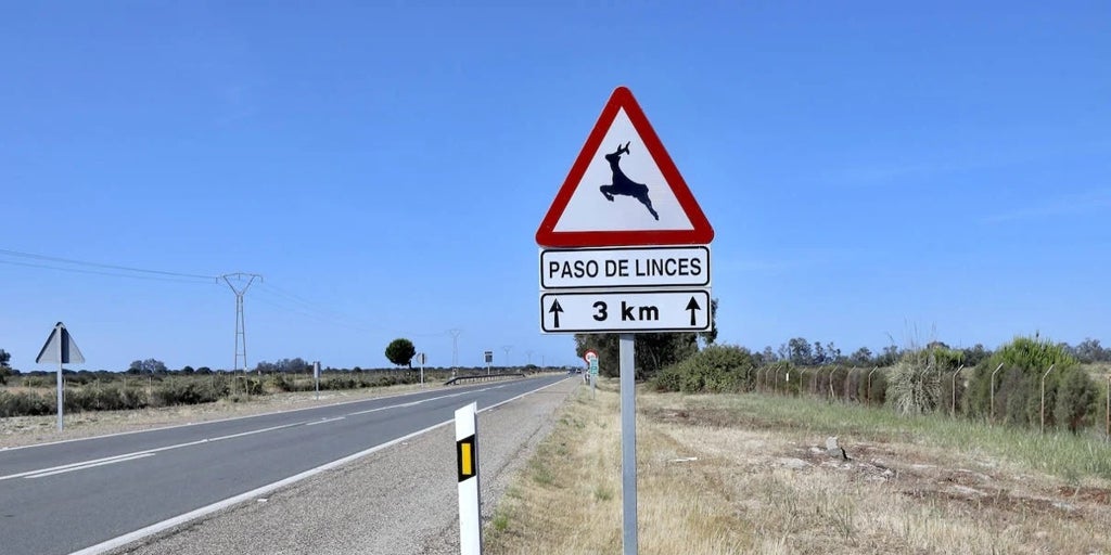 La Junta de Andalucía pone vallas con energía solar para evitar atropellos de linces ibéricos en carreteras de Sevilla y Córdoba