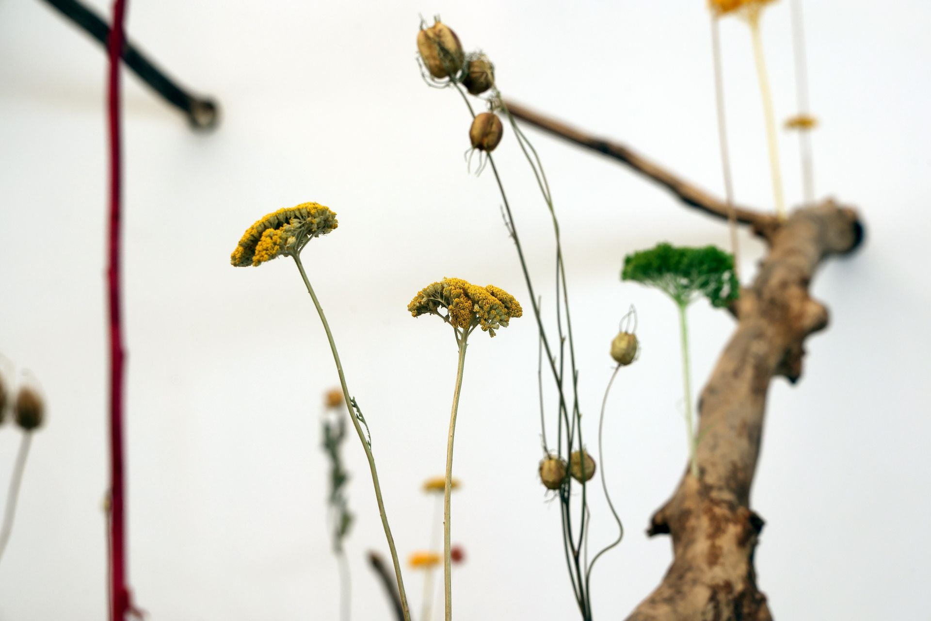 El arranque del montaje de Flora 2025, en imágenes