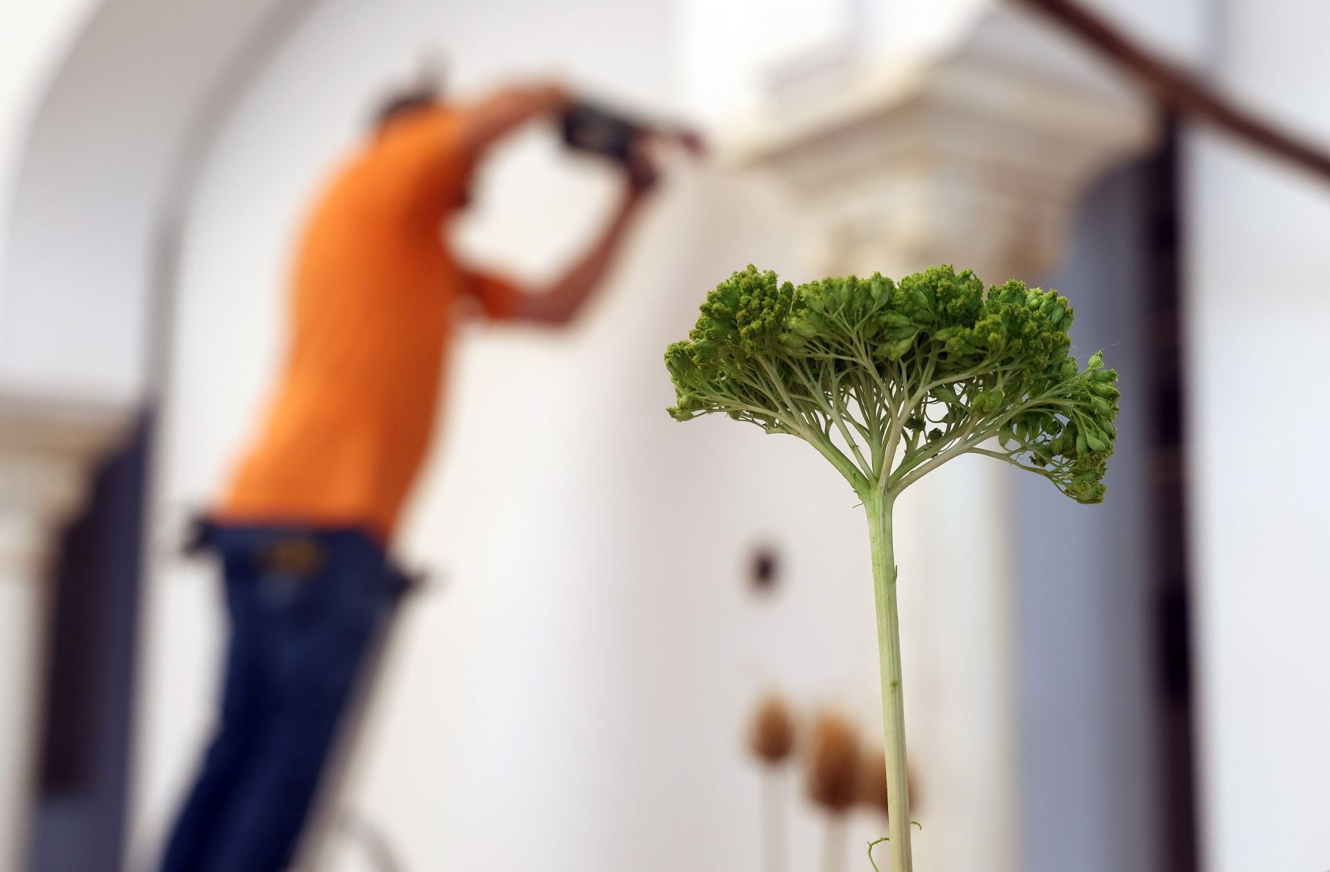 El arranque del montaje de Flora 2025, en imágenes