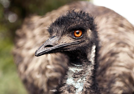 Accidente con misterio: investigan cómo llegó un emú a una carretera de Canarias