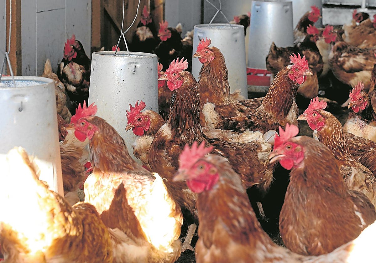 Una explotación avícola, en una imagen de archivo