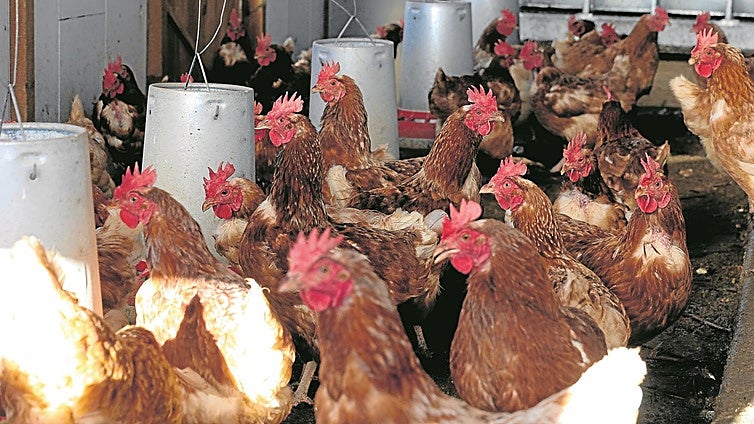 Gripe aviar: un virus en «transformación» que amenaza a las granjas