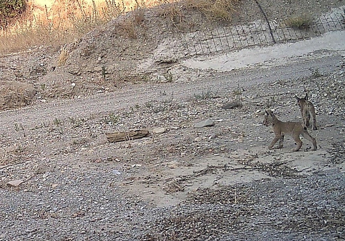Los jóvenes cachorros de lince ibérico