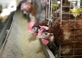 Un nuevo foco de gripe aviar en Olmedo (Valladolid) obliga a sacrificar a otras 315.000 gallinas