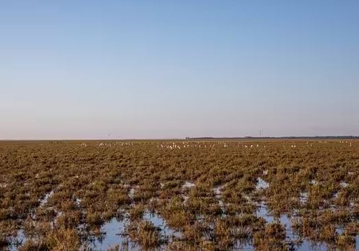 Imagen de las marismas de Doñana