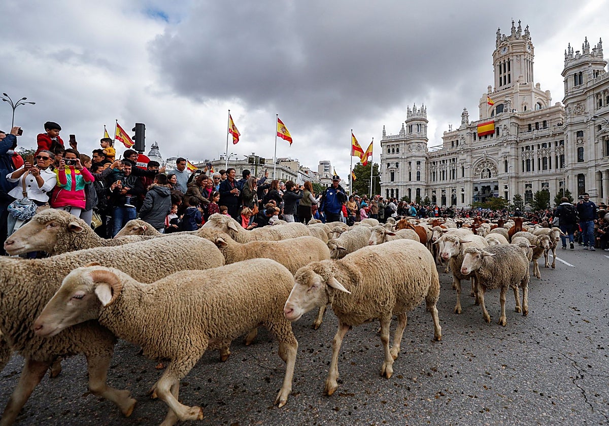 Fiesta de la Trashumancia en Madrid: horario, recorrido y cortes de tráfico previstos por el paso de las ovejas