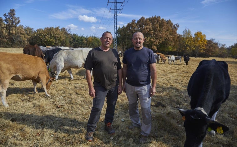 Imagen principal - Los hermanos Vicente y Enrique del Amo, con sus vacas; el sensor de temperatura, que se pone en contacto con la piel de la vaca y aporta datos de su salud; y la ubicación de los animales, a vista de móvil