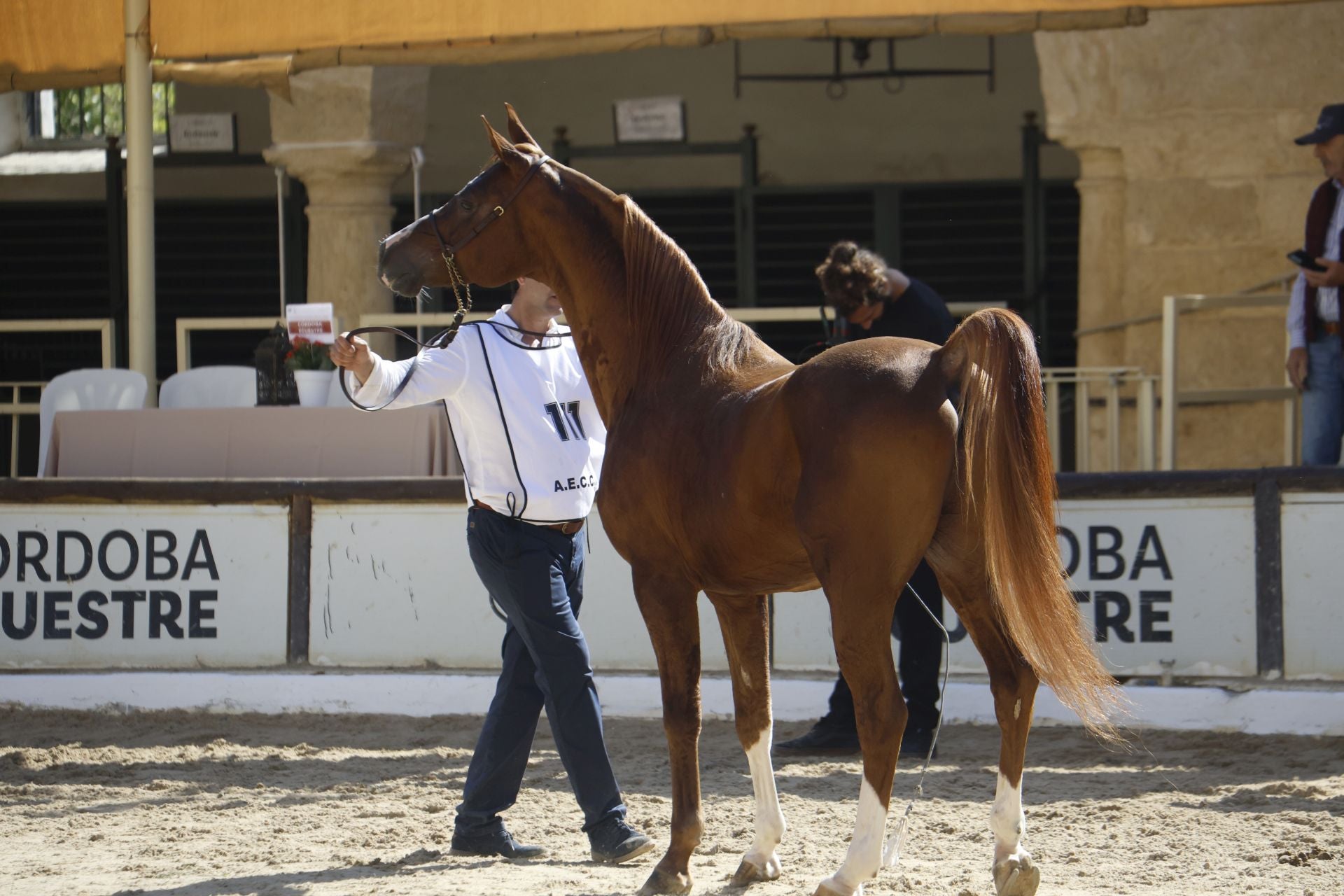 El estético concurso de Caballos de Pura Raza Árabe en Córdoba, en imágenes