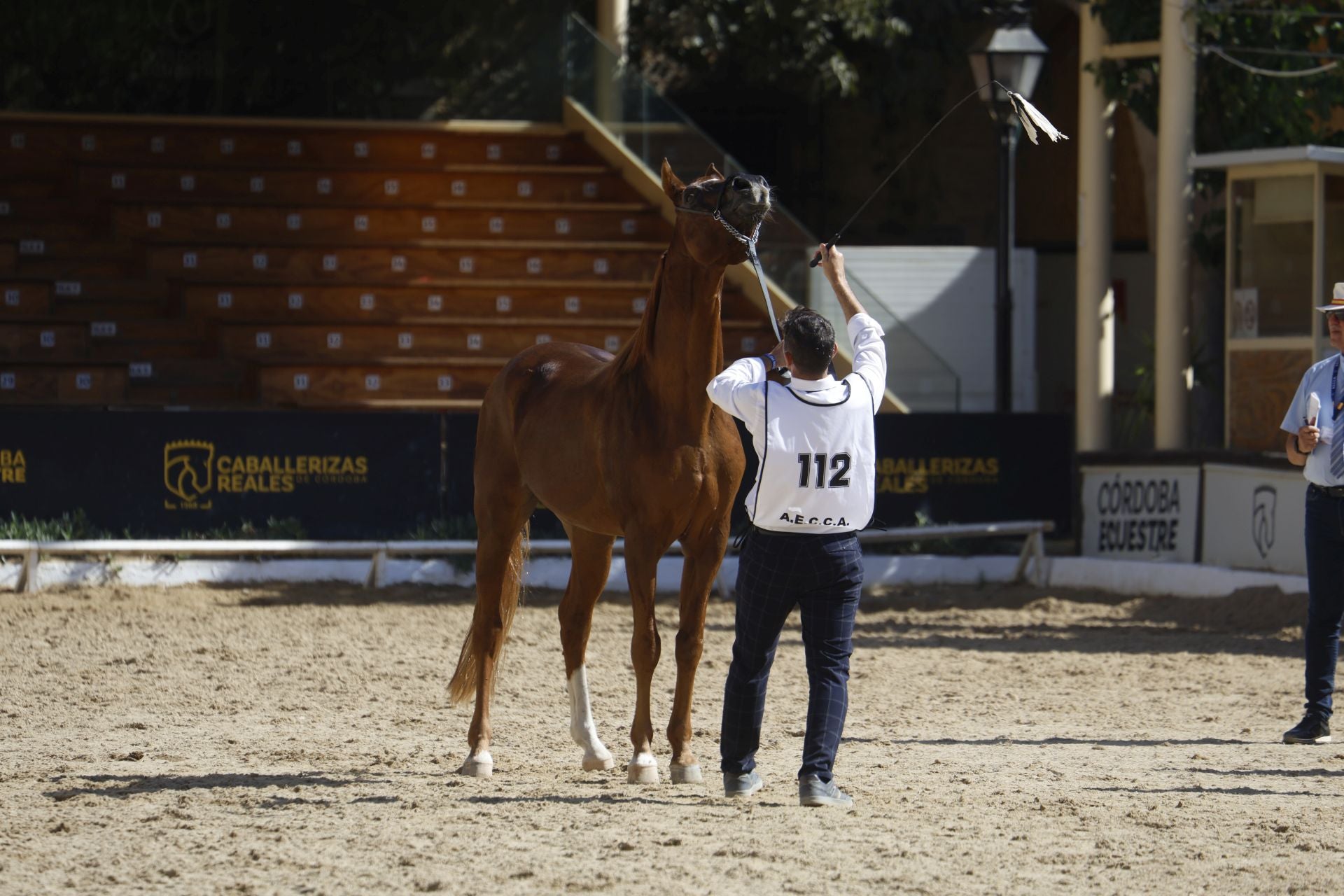 El estético concurso de Caballos de Pura Raza Árabe en Córdoba, en imágenes