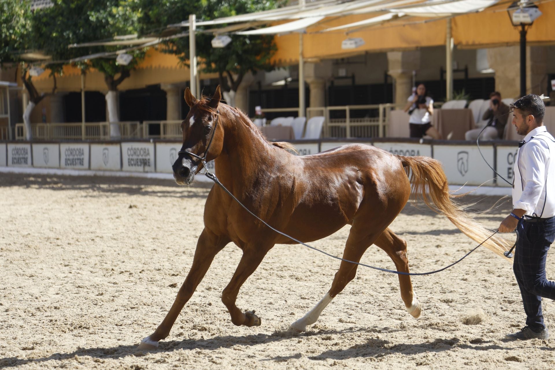 El estético concurso de Caballos de Pura Raza Árabe en Córdoba, en imágenes