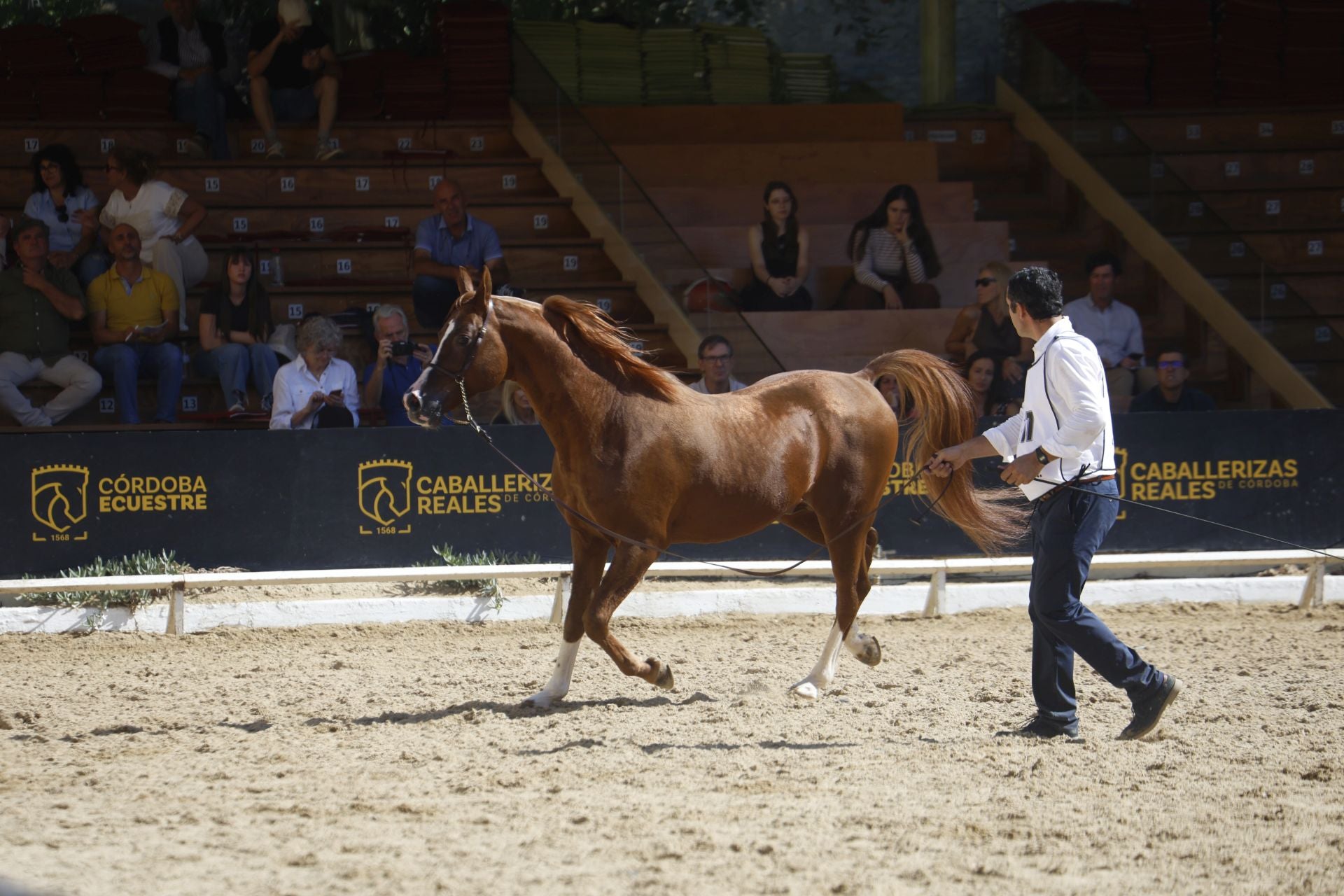 El estético concurso de Caballos de Pura Raza Árabe en Córdoba, en imágenes