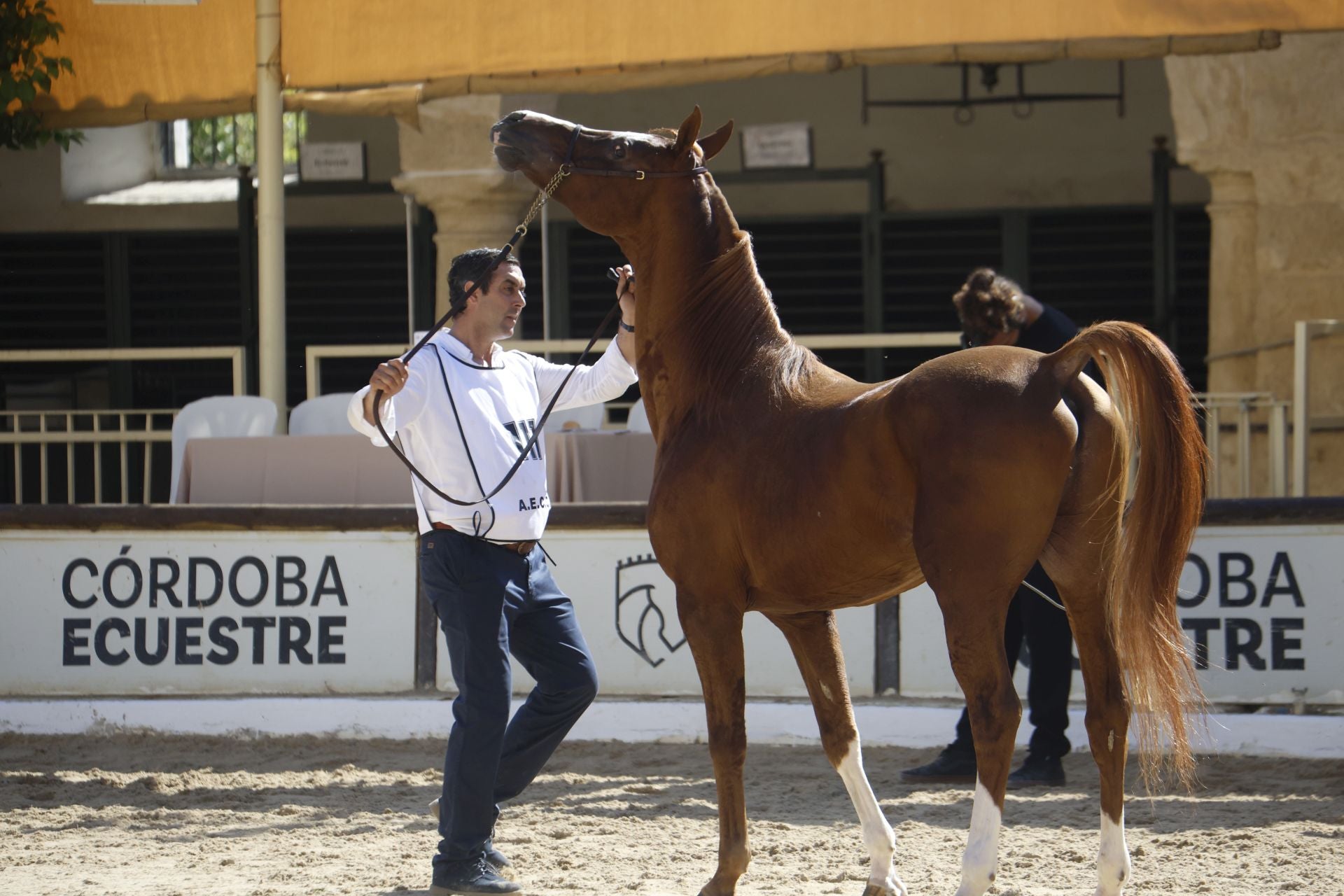 El estético concurso de Caballos de Pura Raza Árabe en Córdoba, en imágenes