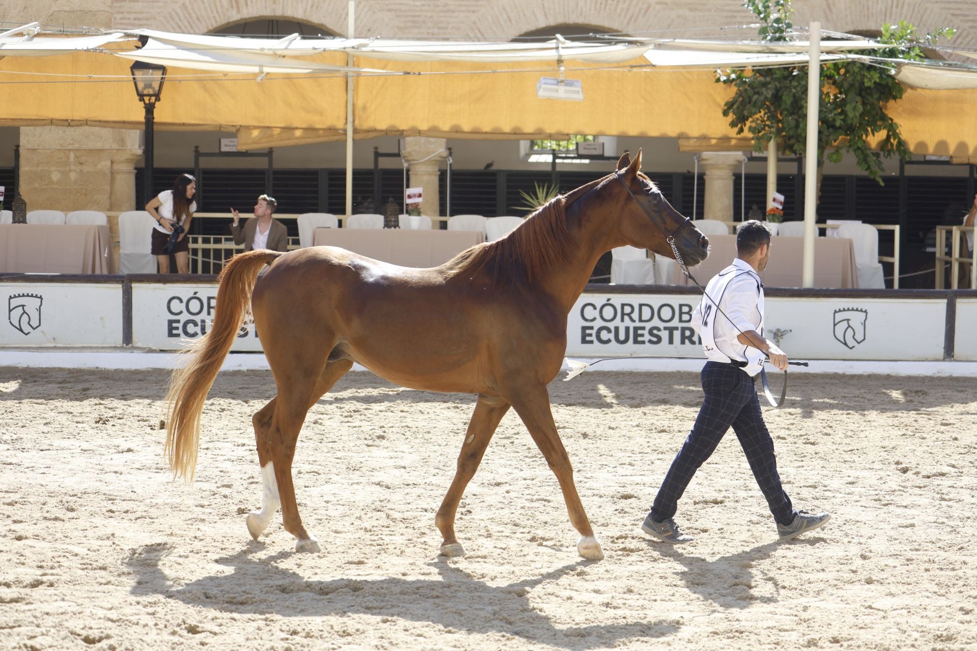 El estético concurso de Caballos de Pura Raza Árabe en Córdoba, en imágenes