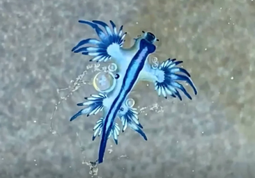 Dragón azul: así es la criatura venenosa que ha obligado a cerrar una playa al baño en Gran Canaria