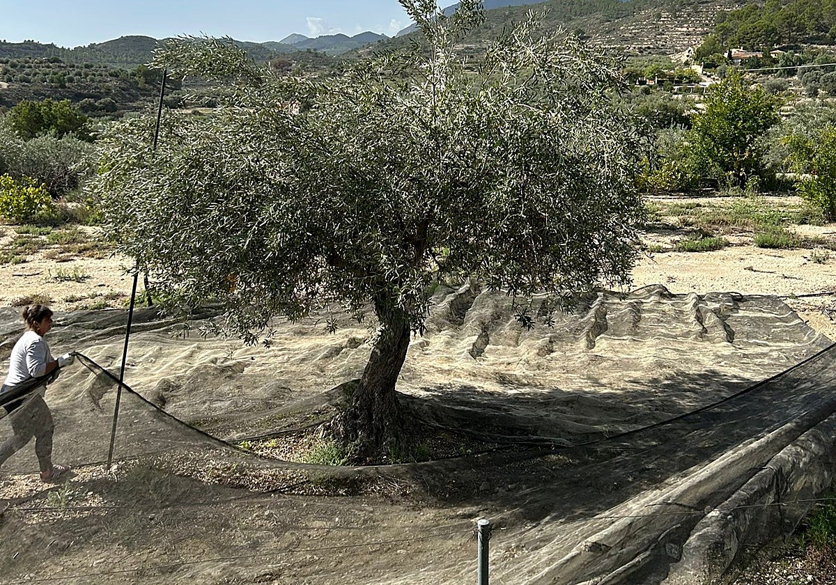 La dana Alice alivia varios cultivos en Alicante y mejora las siembras para futuras cosechas