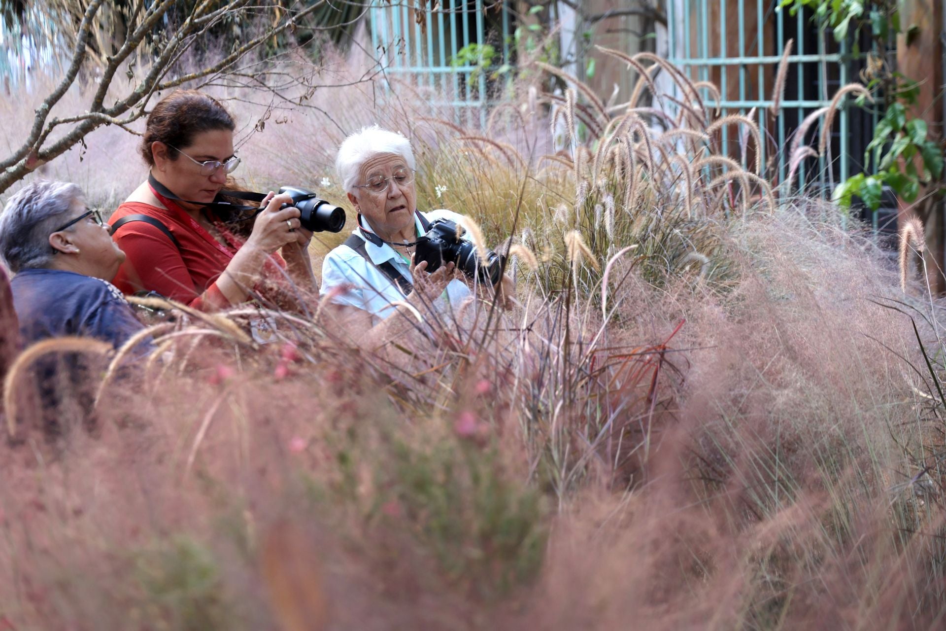 Las multitudinarias visitas a los patios de Flora en Córdoba, en imágenes