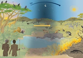 Investigadores españoles demuestran el origen «carroñero» del ser humano, más que cazador