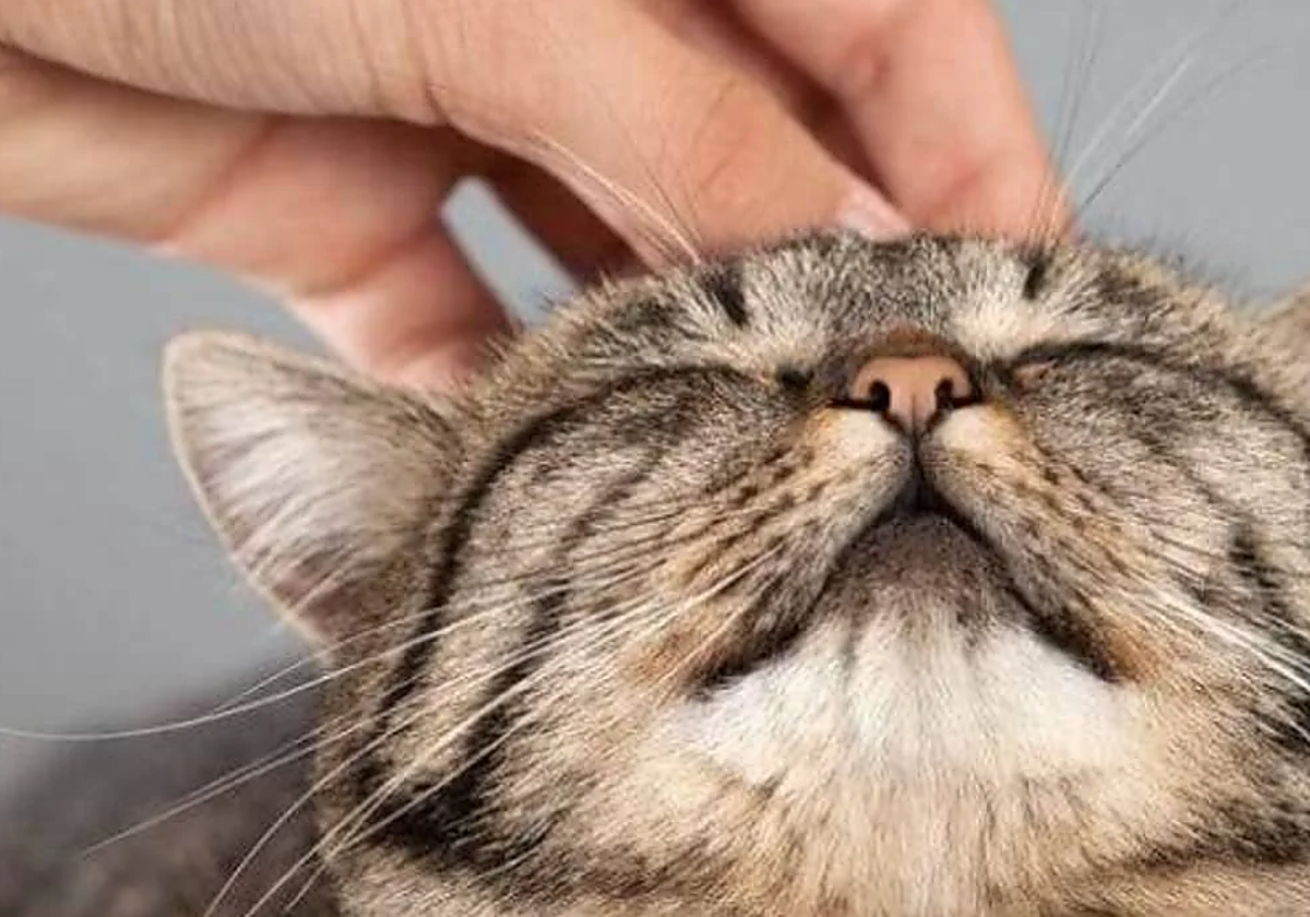 Detenido por maltrato animal tras atacar a una gata con un manojo de llaves hasta la muerte