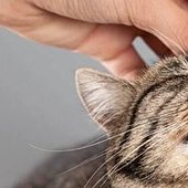 Detenido por maltrato animal tras atacar a una gata con un manojo de llaves hasta la muerte