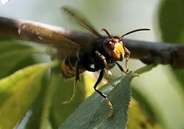 Un hombre muere en Cospeito tras ser picado por avispas velutinas