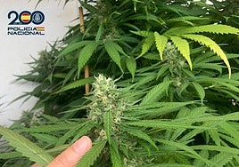 Piden 4 años de prisión para un acusado de tener en una casa de Yepes (Toledo) cocaína, marihuana y heroína para su venta