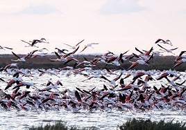 En imágenes, el esplendor otoñal de Doñana en la finca Veta La Palma