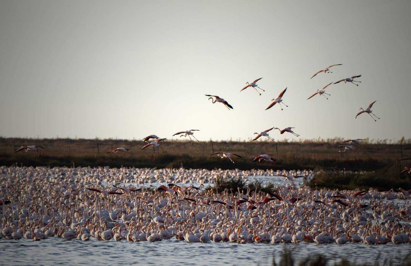 Esplendor otoñal en la finca Veta La Palma en el entorno de Doñana
