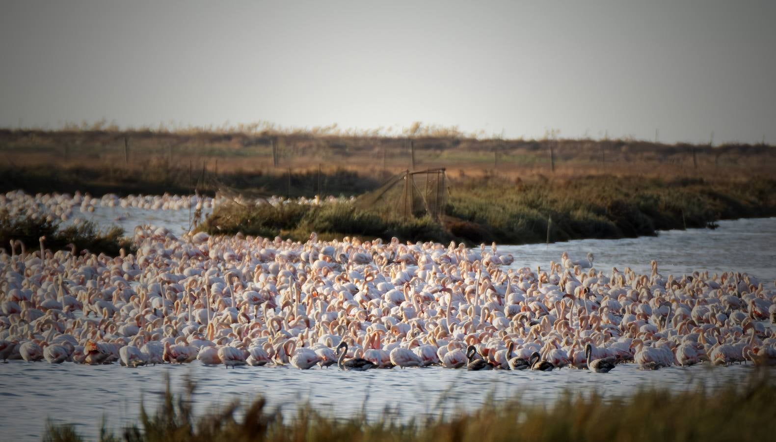 Esplendor otoñal en la finca Veta La Palma en el entorno de Doñana
