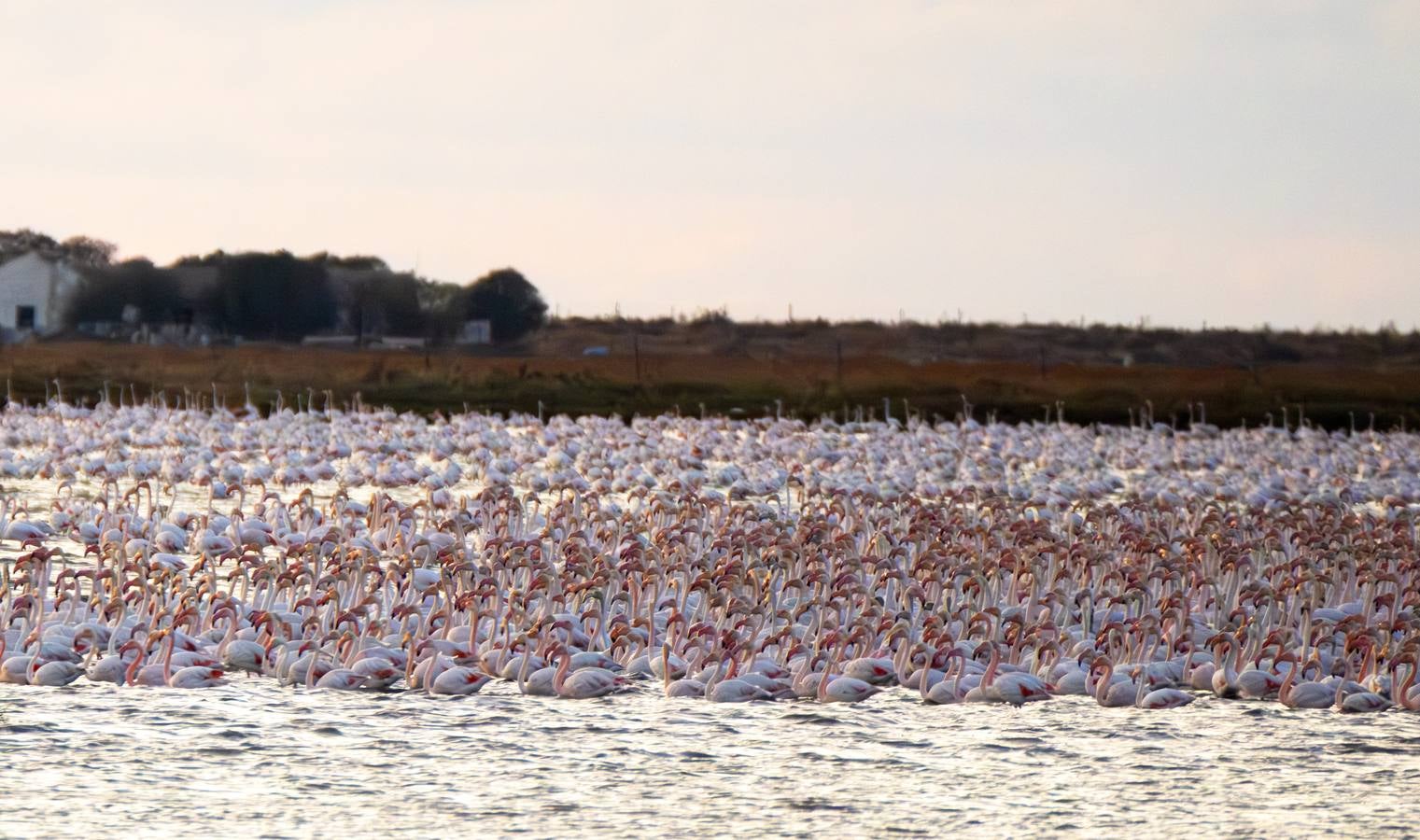 Esplendor otoñal en la finca Veta La Palma en el entorno de Doñana