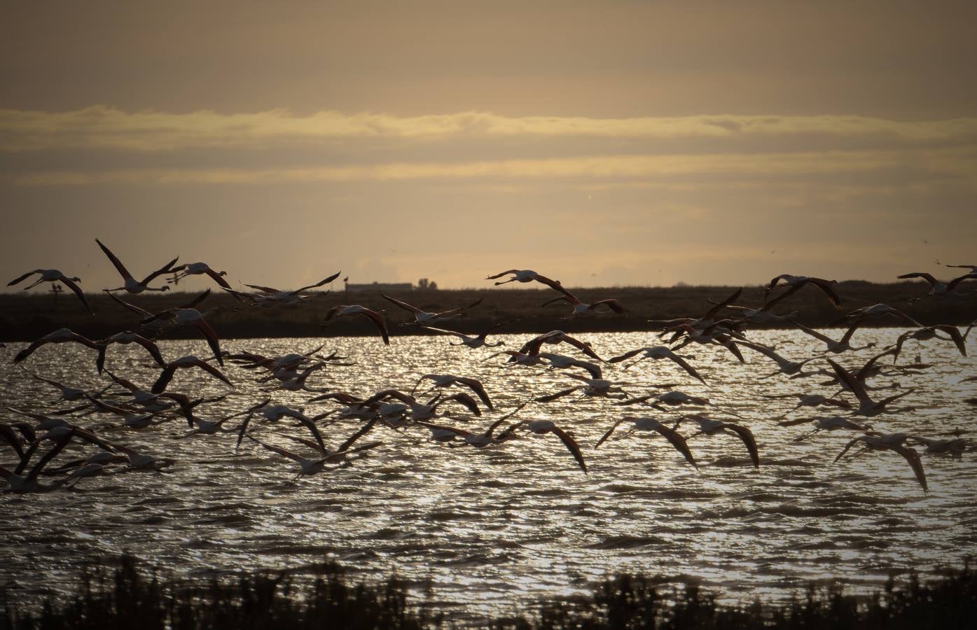 Esplendor otoñal en la finca Veta La Palma en el entorno de Doñana