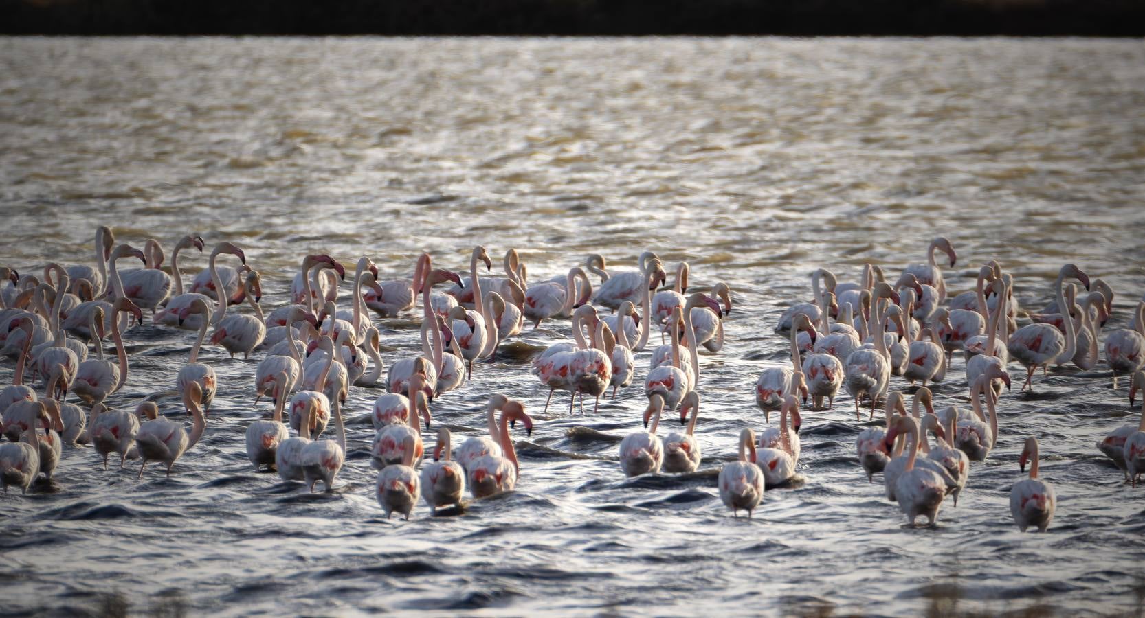 Esplendor otoñal en la finca Veta La Palma en el entorno de Doñana