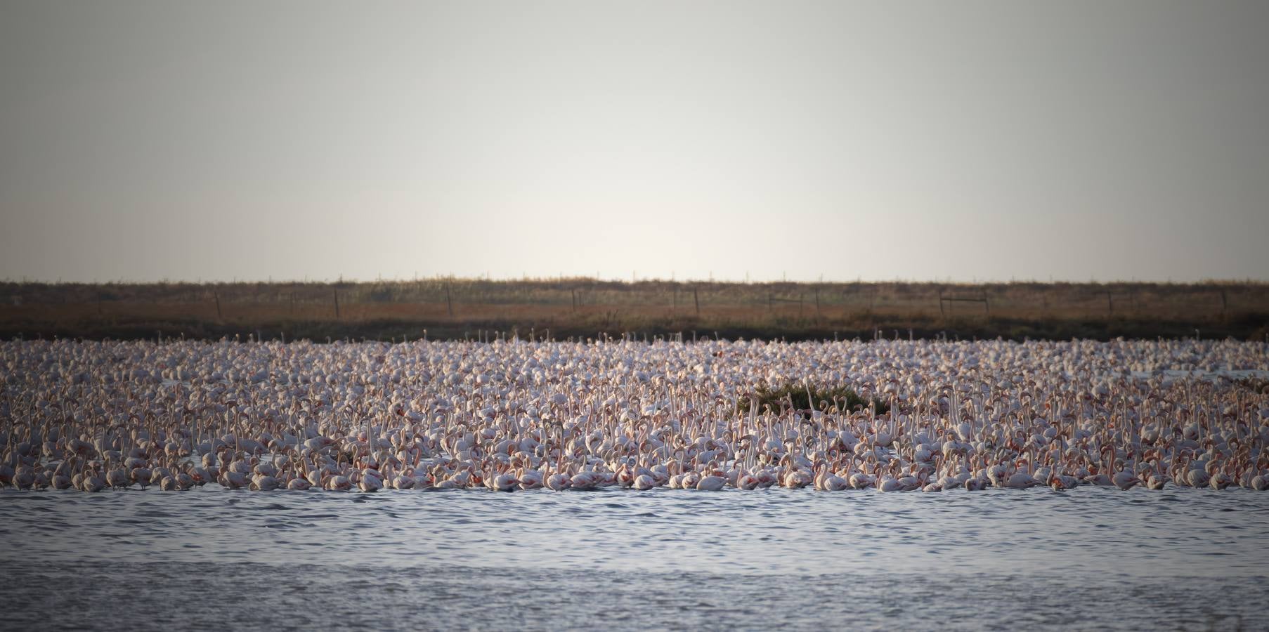 Esplendor otoñal en la finca Veta La Palma en el entorno de Doñana